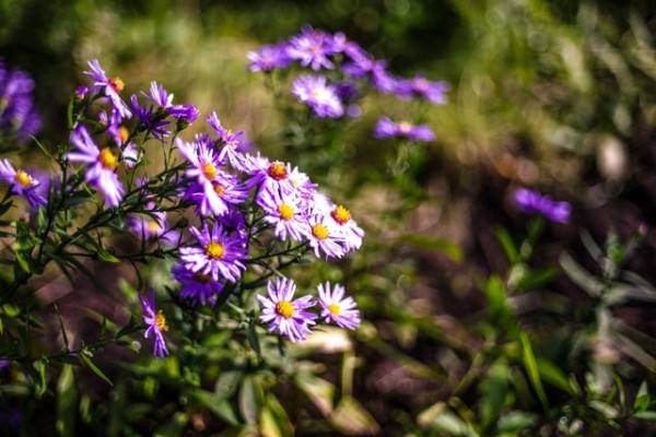 Nachhaltigkeit im Garten