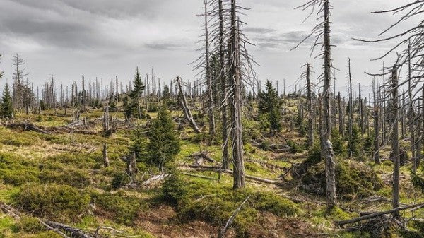 Das große Waldsterben