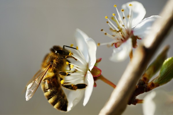 Weltbienentag